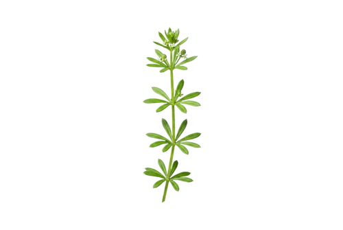 Cleavers Aerial Parts