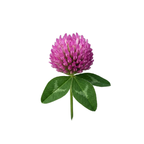 Red Clover Blossom