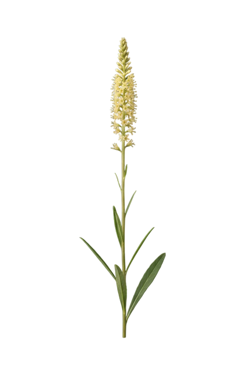 Stillingia Root